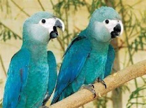 Pin Spix Macaw on Pinterest