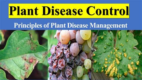 Plant Disease Control | Principles of Plant Disease Management - YouTube