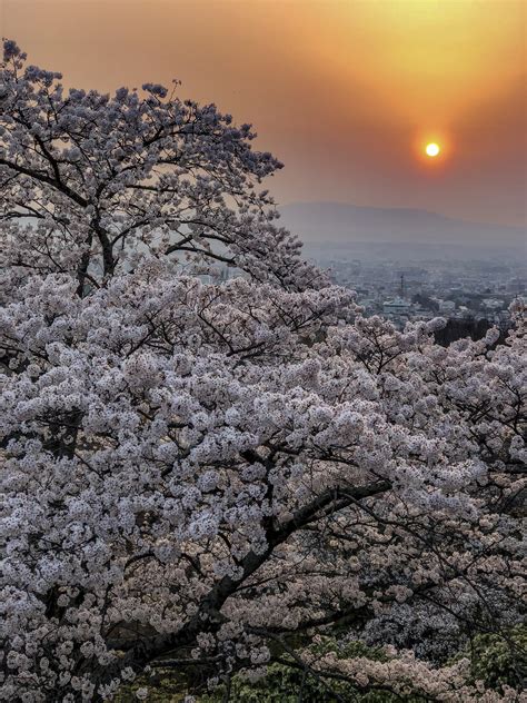 ITAP of Cherry Blossoms on top of Wakasuyama at Nara, Japan. : r ...