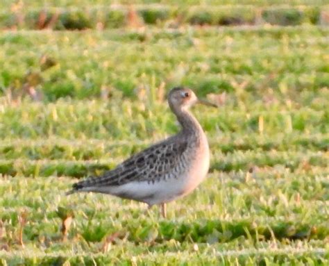 ML606402801 Upland Sandpiper Macaulay Library