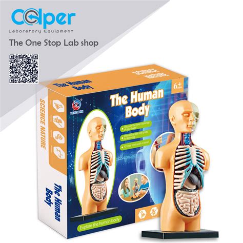 Human Body Organs and Bones Simple Anatomy Model STEM Toy - Colper Educational Equipment