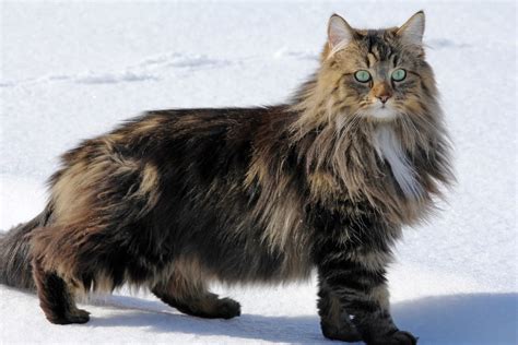 Norwegian Forest Cat | Great Pet Care