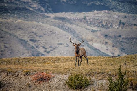 Yellowstone Elk Photograph by Corey McDonald - Pixels