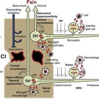 (PDF) Nociceptors as chronic drivers of pain and hyperreflexia after ...