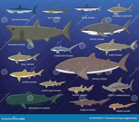 Big Shark Size Comparison Cartoon Vector Illustration | CartoonDealer ...