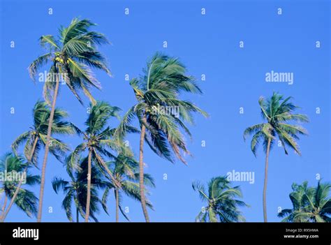 Palm trees wind blowing Stock Photo - Alamy