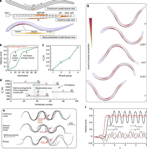 Emergent snake muscular architecture. a (Top) Continuum modeling of a ...