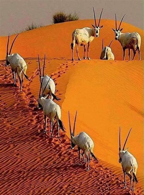 Gemsbok in the red sand of the Kalahari Desert | Млекопитающие ...