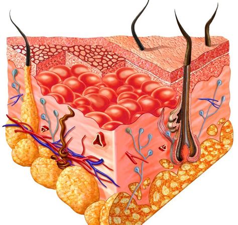 Lifeline® Keratinocytes in Chemotaxis Research