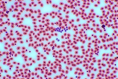Frog's Blood Cells 100x | Canon 650D Body Bresser TRM 301 Mi… | Flickr