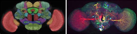 4-Left: Scheme of a fly brain [8]. Right: Brainbow fly brain showing ...