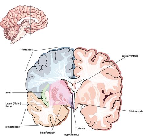 Parietal Lobe - The Definitive Guide | Biology Dictionary