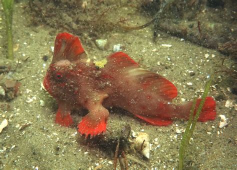 Red_236 - Handfish Conservation Project