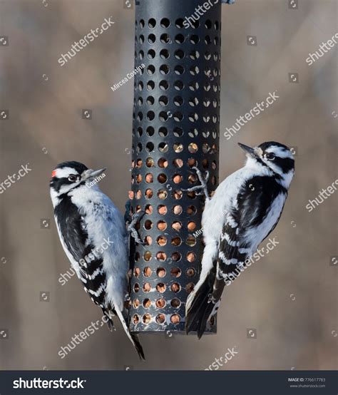 Downy Woodpecker Couple Feeder Stock Photo 776617783 | Shutterstock