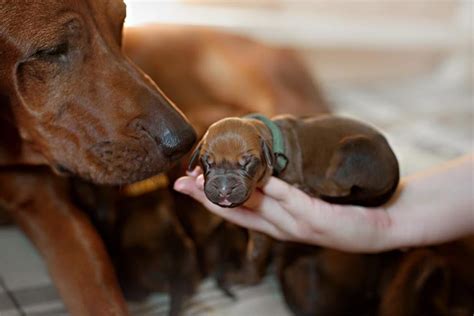 Mastitis in Nursing Mother Dogs — American Kennel Club