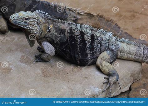 The Cuban Rock Iguana, Cuban Ground Iguana, Cuban Iguana (Cyclura Nubila) Female in a Natural ...