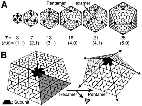 Virus Capsid | Parametric House