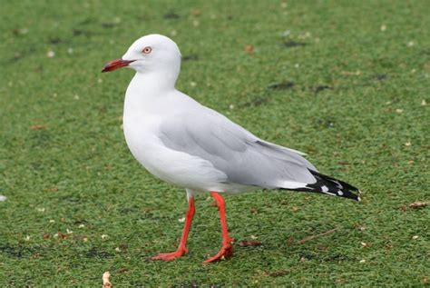 Silver Gull - Tony Keene Birds