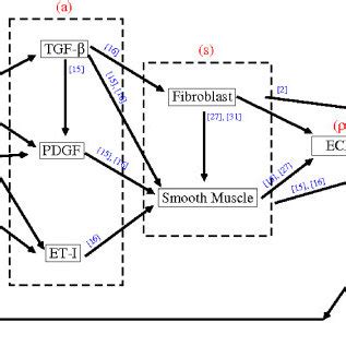 A schematic diagram illustrating some causes and effects of intimal ...