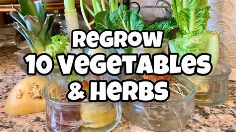 10 Vegetables You Can Regrow from Kitchen Scraps - Get FREE SEEDS! - YouTube