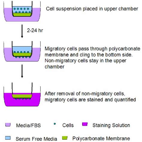 The principle of migration assay (taken from CytoSelect 24-well Cell ...