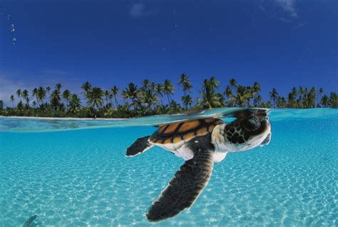 Sea Turtle Wallpapers - Top Free Sea Turtle Backgrounds - WallpaperAccess