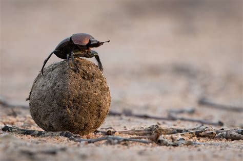 10 Divine Facts About Dung Beetles