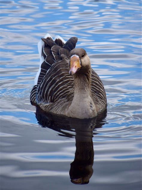 Greylag goose – Artofit