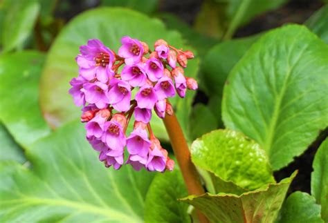 Different Types of Bergenia (Photos & Growing Tips) - Garden Lovers Club