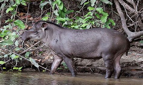 Tropical Rainforest Animals - WorldAtlas.com