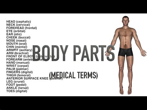 Body Parts Quiz Anatomy