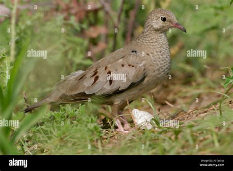 Mourning Dove Texas Stock Photo - Alamy