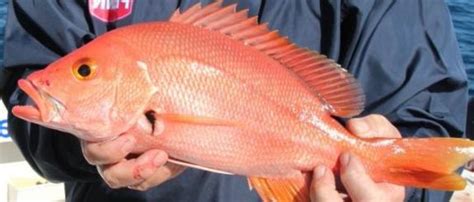 Blackfin Snapper / Pargo Sesi