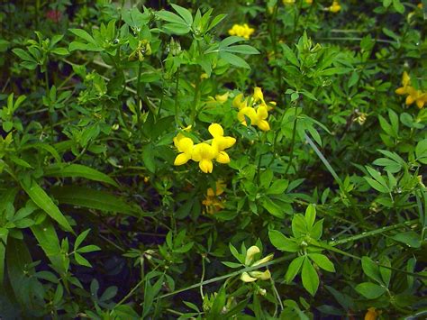 Lotus corniculatus (garden bird's-foot-trefoil): Go Botany