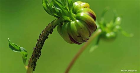 What Insect Pests Attack Dahlia Flowers and How To Control Them