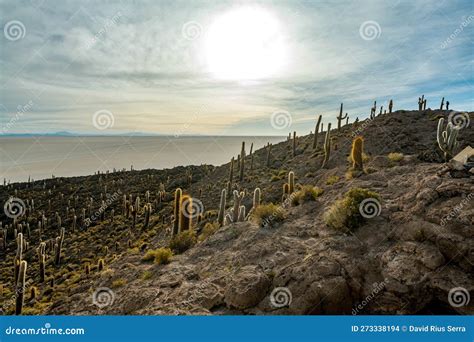 Cactus Island in the Salar De Uyuni in the Bolivian Altiplano Stock ...