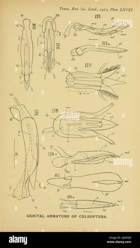 The comparative anatomy of the male genital tube in Coleoptera Stock Photo - Alamy