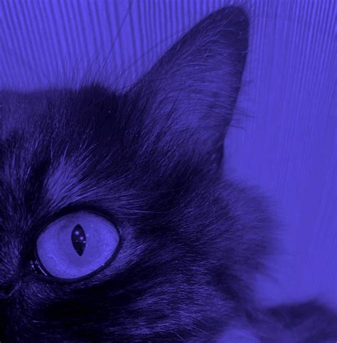 Create meme "cat, cat eye, black cat" - Pictures - Meme-arsenal.com