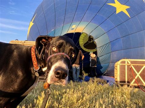 Experiences of a Hot Air Ballooning dog - Have Dane will Travel