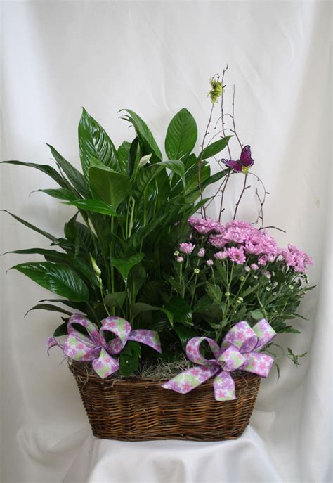 Funeral Plants | Blooming & Green Plants for Funerals