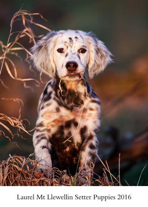 Pin on All things Llewellin Setters - Llewellin Setter Calendar - Llewellin Setter Puppies