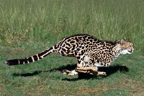 A king cheetah running | Nikon Cafe