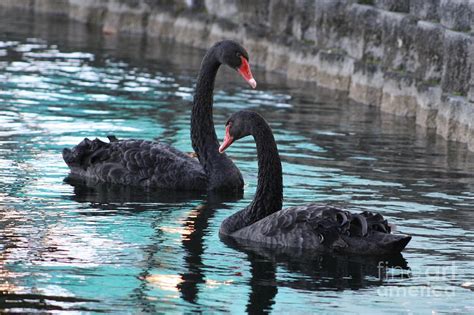 Swans in Love Photograph by Maria Young - Fine Art America