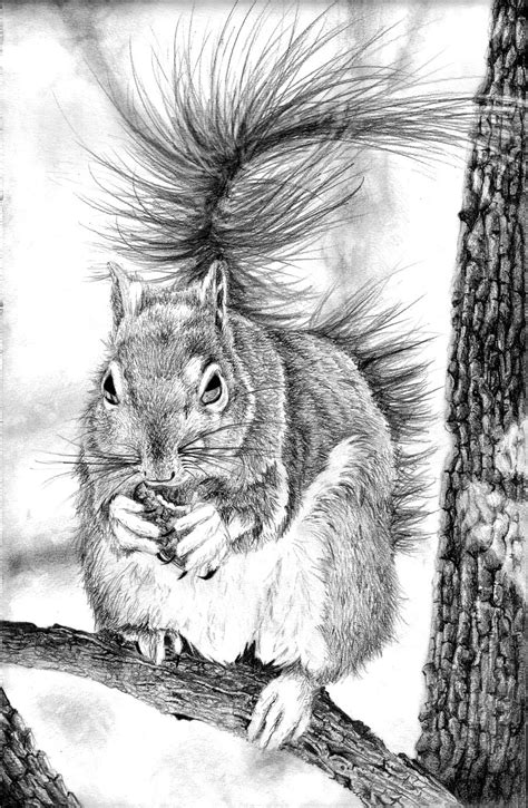 Squirrel Pencil Drawing by BannanaPower on DeviantArt