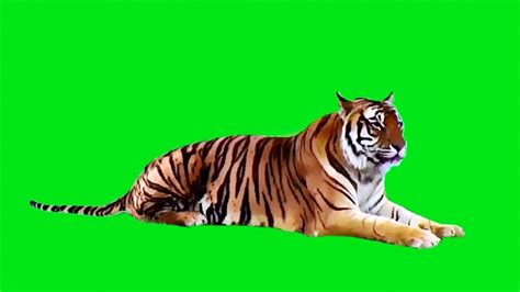 Real Tiger on Green Screen | Green Screen Animals - Free | Greenscreen ...