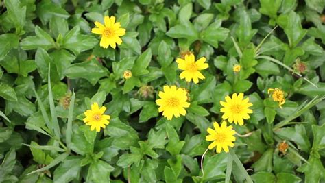 Climbing Wedelia Or Creeping Daisy Or Singapore Daisy (Wedelia Trilobata (L.) Hitchc ...