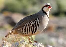 Chukar partridge: National Bird of Pakistan | Interesting Facts About ...