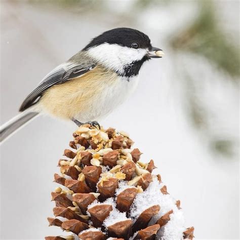 Feeding Birds - Birds and Blooms