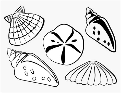 Black And White Sea Shell Clipart Clipart Transparent - Sea Shells Clip ...