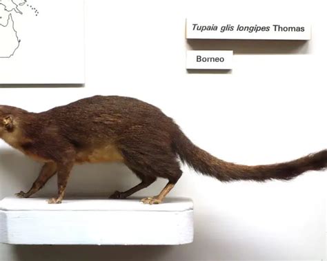 Long-footed treeshrew - Facts, Diet, Habitat & Pictures on Animalia.bio